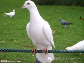 鸽子若患鼻炎,后果很严重