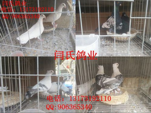 重庆哪里有卖红元宝鸽的