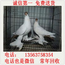山东养鸽子场