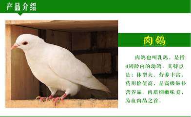 林芝肉鸽养殖 种鸽多少钱一对