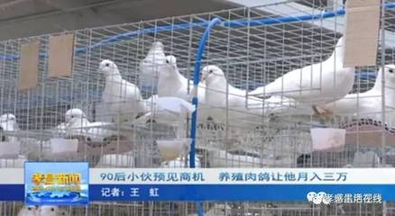 孝昌90后小伙预见商机,养殖肉鸽月入三万!