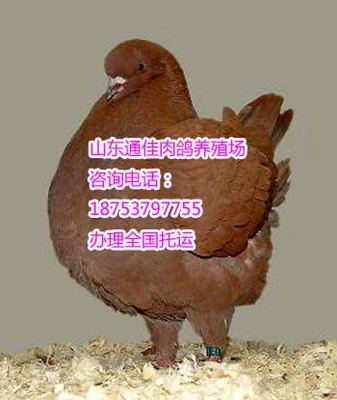 肉鸽种鸽的品种有几个2015_肉牛_肉羊_肉驴_山东通利养殖场 - 商国互联网