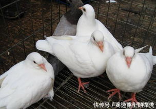 肉鸽养殖方法是什么从选址到配种,一步也不能少