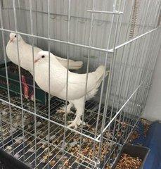 肉鸽高产养殖的几个小技巧