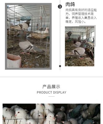 农村散养肉鸽 落地王种鸽苗养殖基地 适应性强