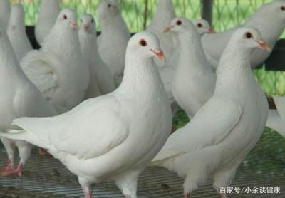 低成本高回报的养殖产品,一万块钱就能起步,你更看好哪一种?