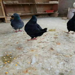 【迪庆养殖鸽子赚钱吗】-