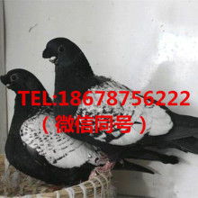 阳山县七拱镇致富肉鸽养殖场