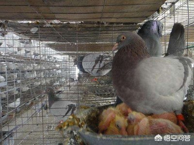 养殖肉鸽前景怎样?