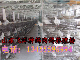 临沂种鸽价格肉鸽价格肉鸽养殖场_