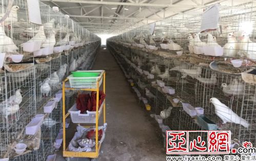 喀什6个村养 扶贫鸽 好日子飞得欢
