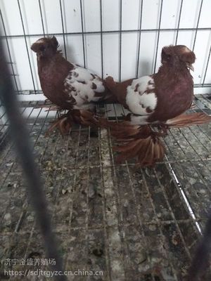 肉鸽种鸽养殖场肉鸽价格