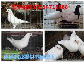 吉林哪里有卖肉鸽种鸽的