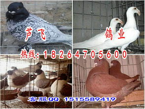天水鸽子养殖场天水品种全价格低带你致富