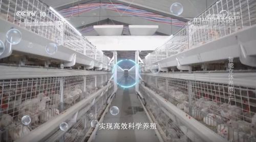 央视探访 白羽肉鸡智能立体养殖工厂
