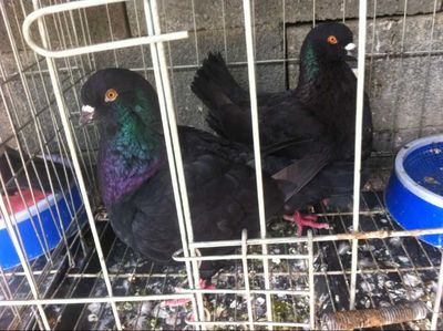 绵阳肉鸽种鸽多少钱一对→_肉牛的价格_养殖肉牛的技术_养肉牛赚钱吗_嘉祥县正阳养殖场 - 商国互联网