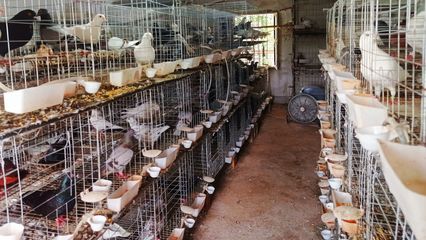 英山县石头咀镇:发展庭院经济 打造农村发展新爆点