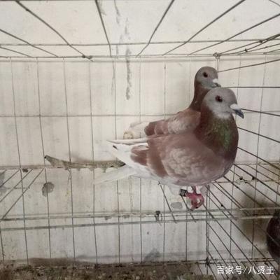史上最标准的肉鸽养殖技术,很值得学习一下