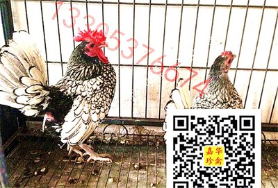 红腹锦鸡叫声免费下载