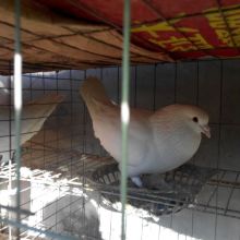 山东百兴肉鸽观赏鸽养殖厂