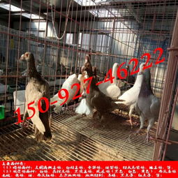 白羽王肉鸽养殖利润 双塔区东盛珍禽园
