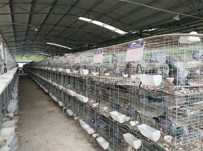 山东哪里有养肉鸽的地方 肉鸽批发价格