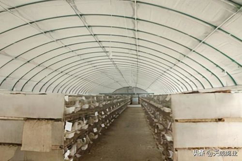 肉鸽养殖大棚怎样建设