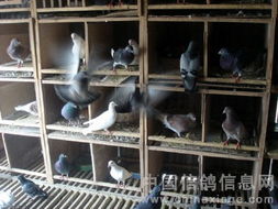 下岗工人以鸽养鸽