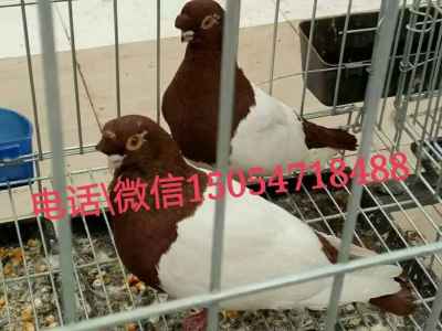 aa元宝鸽种鸽价格