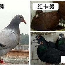 2019肉鸽养殖价格 报价 肉鸽养殖批发 第29页 养殖网