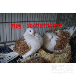 【陕西哪里有肉鸽养殖场肉鸽价格】-