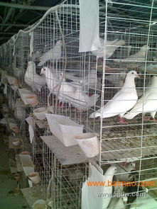 供应鸽子笼肉鸽养殖笼江西南昌鸽子笼批发–供应鸽子笼肉鸽养殖笼江西南昌鸽子笼厂家–供应鸽子笼肉鸽养殖笼江西南昌鸽子笼供应商
