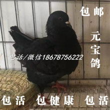 山东晨阳肉鸽观赏鸽养殖基地