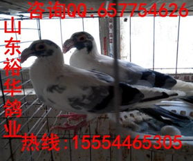 观赏鸽图片与大鼻鸽价格走势