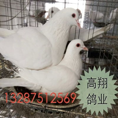 山西种鸽 山西种鸽养殖场