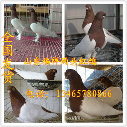 新疆燕子鸽观赏鸽价格