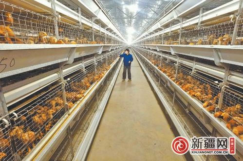 点点手机可养鸡 鸡蛋扫码可溯源