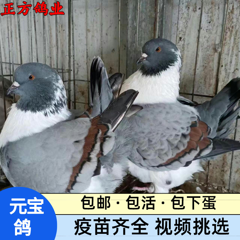 肉鸽养殖行情哪里卖的种鸽便宜质量好_农副产品栏目_