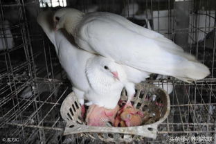 肉鸽养殖管理要分阶段,肉鸽大补