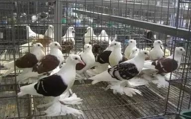 回家吃饭