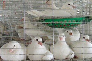 肉鸽养殖技术