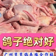 广东肉鸽养殖