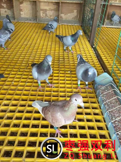 肉鸽规模化养殖的保障 鸽舍地网格栅