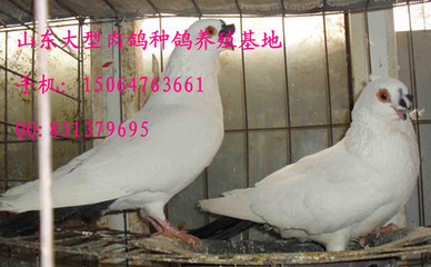 山东最大肉鸽养殖场 济南养鸽产品的资料 - 山东机电网