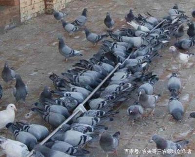 肉鸽的养殖前景与市场前景分析