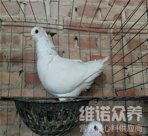 肉鸽怎么养殖方法,肉鸽饲料最简单的配方