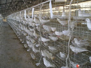 大量出售全新鸽子笼150块一组包括全套配件