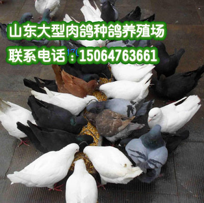 如何养鸽子 肉鸽养殖场产品的资料 - 山东机电网
