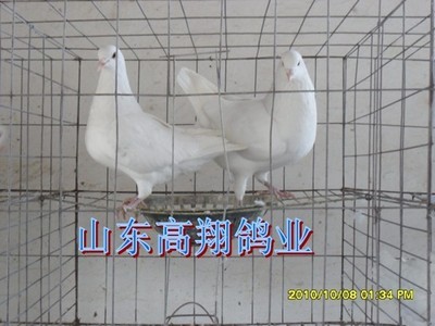 吉林种鸽养殖、吉林种鸽 -种鸽-种鸽养殖场-肉鸽-肉鸽养殖场-高翔鸽业 肉鸽产品展示(白羽王种鸽、白条乳鸽、肉鸽养殖场)-金泉网