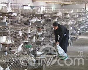 魅力农产品之贵州篇:受青睐的修文肉鸽(2008.12.01)(组图)